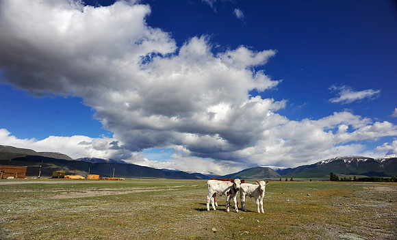Altai D (95)