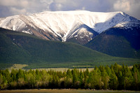 Altai D (113)
