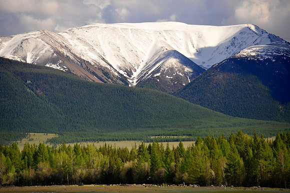 Altai D (113)