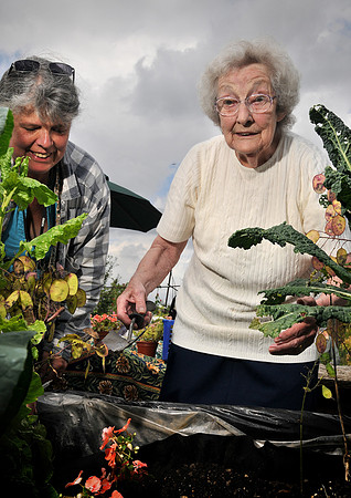 OAPs Windmill allotments 002