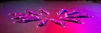 Dance Proms Performance-450