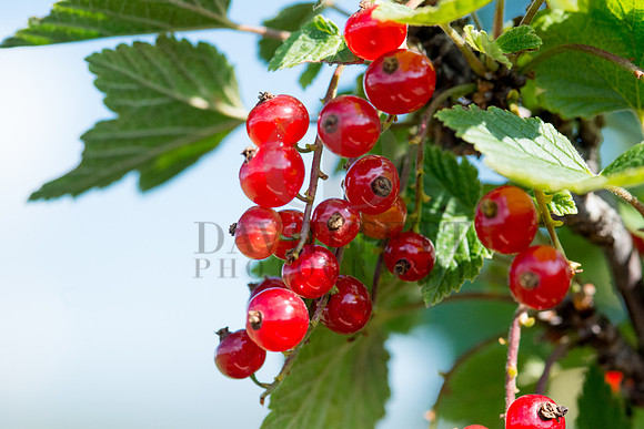 Norway Pilgrims' Trail-294