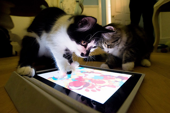 Cat Cafe-51