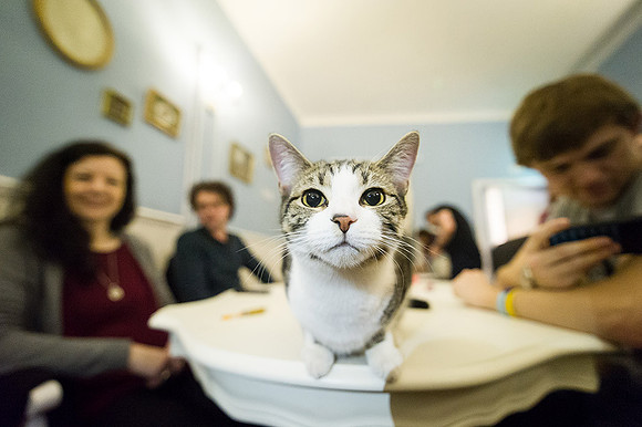 Cat Cafe-6