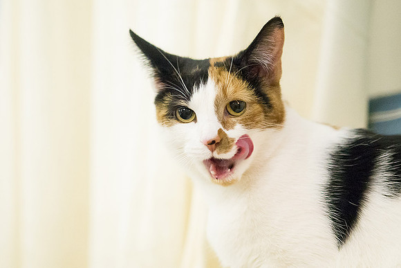 Cat Cafe-15