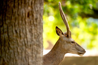 Deer Richmond Park-4