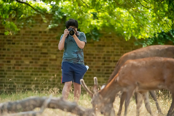 Deer Richmond Park-1