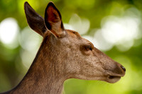 Deer Richmond Park-5