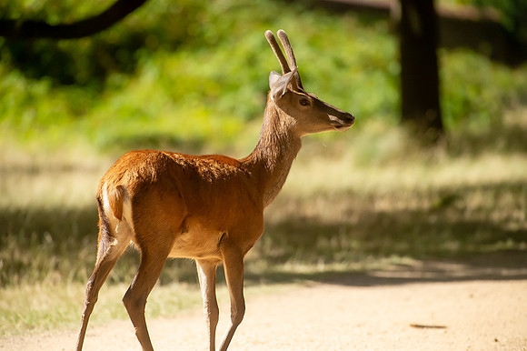 Deer Richmond Park-3