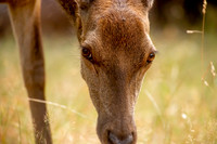 Deer Richmond Park-6