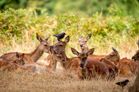 Deer Richmond Park-7
