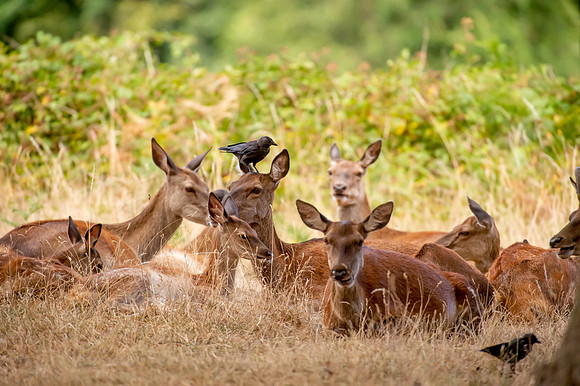 Deer Richmond Park-7