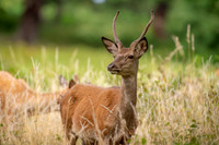 Deer Richmond Park-8