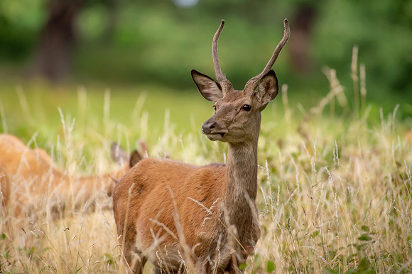 Deer Richmond Park-8
