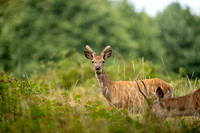 Deer Richmond Park-9