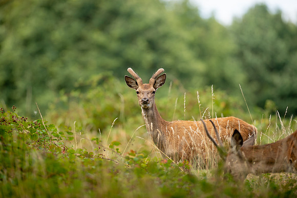 Deer Richmond Park-9