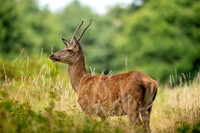 Deer Richmond Park-10