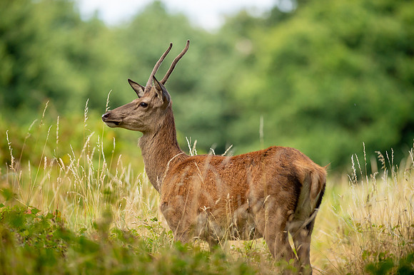 Deer Richmond Park-10