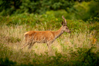 Deer Richmond Park-11