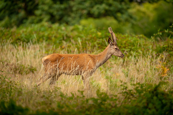 Deer Richmond Park-11
