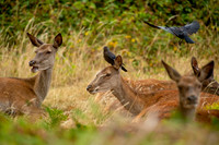 Deer Richmond Park-12