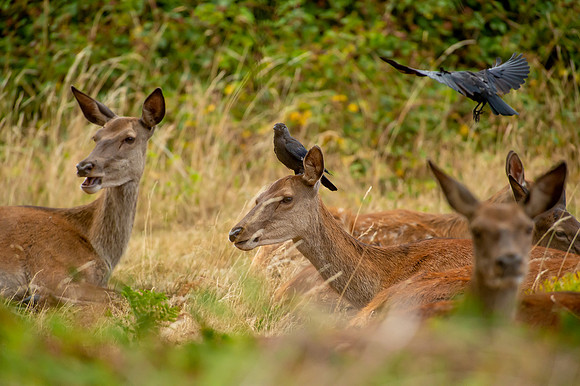 Deer Richmond Park-12