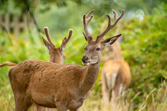 Deer Richmond Park-13