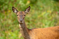 Deer Richmond Park-14