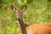 Deer Richmond Park-15