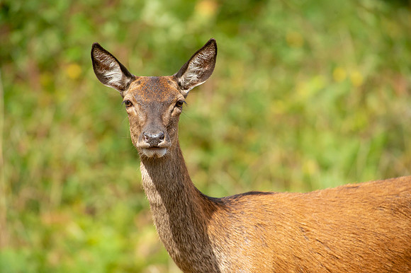 Deer Richmond Park-15