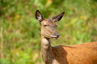 Deer Richmond Park-16