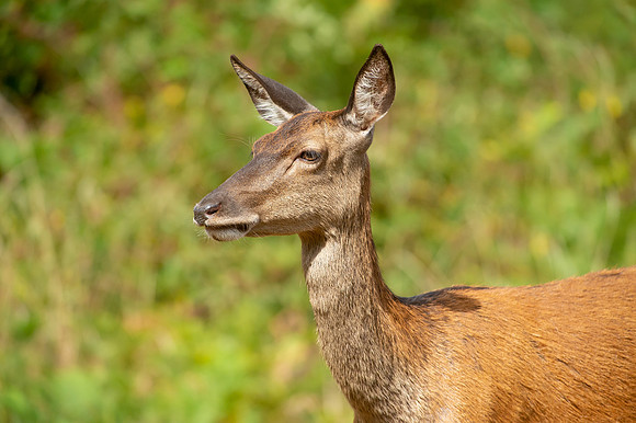 Deer Richmond Park-17