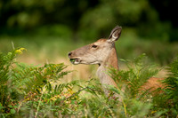 Deer Richmond Park-18
