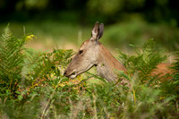 Deer Richmond Park-19