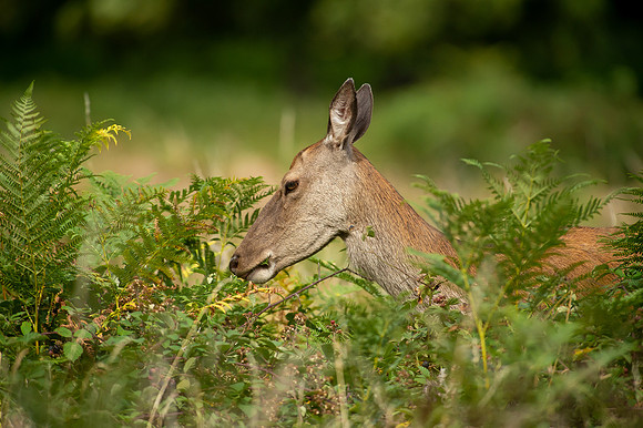 Deer Richmond Park-19