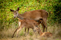 Deer Richmond Park-20