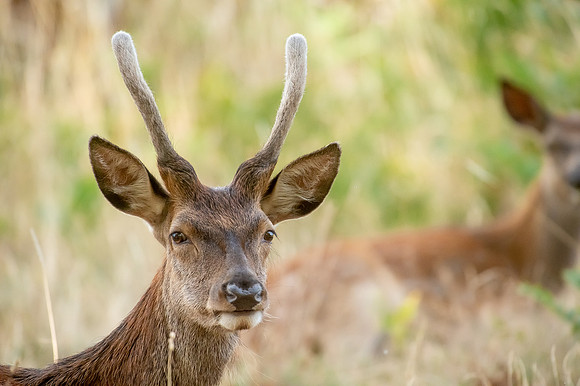 Deer Richmond Park-21