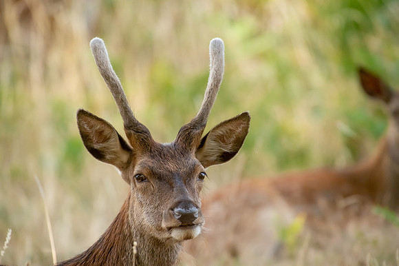 Deer Richmond Park-22