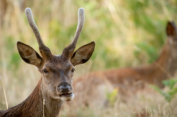 Deer Richmond Park-23