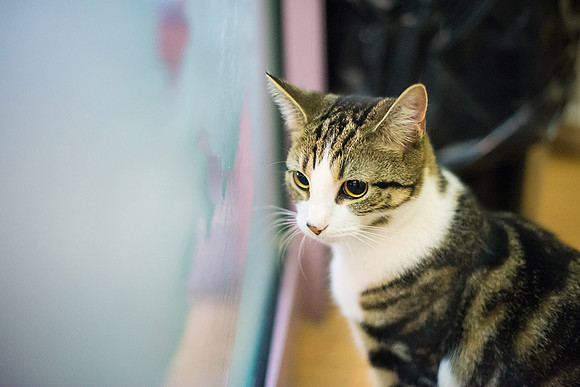 Cat Cafe-29