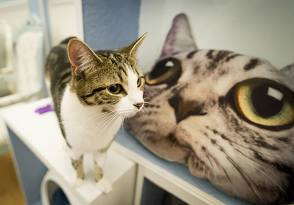 Cat Cafe-18